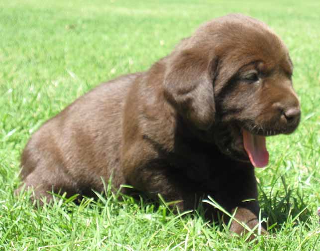 Labrador Retriever for sale, Labrador retriever puppies for sale in